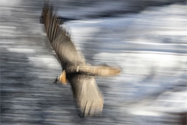 Projection photos : Lumières Sauvages & explorations photographiques_Pralognan-la-Vanoise