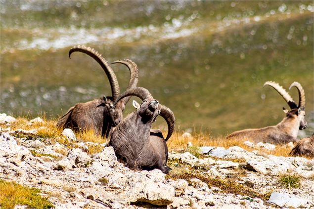 Cinécimes : Lumières Sauvages de Vanoise_Pralognan-la-Vanoise