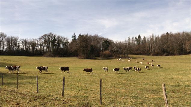 les vaches du champ du puits - Google