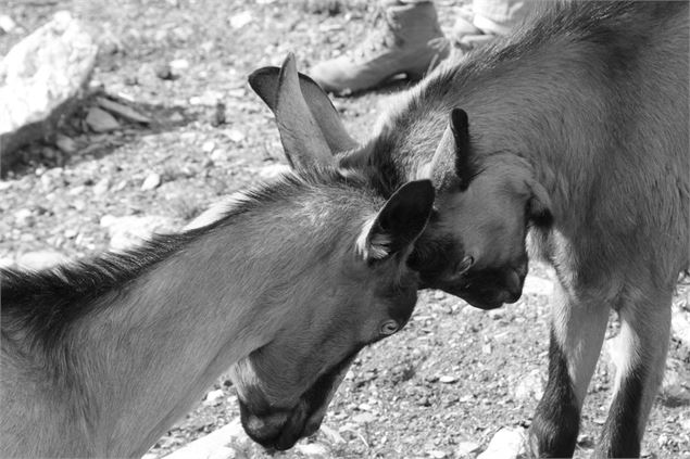 Ferme Au bonheur des fromages à Notre Dame de Bellecombe - Office de Tourisme du Val d'Arly