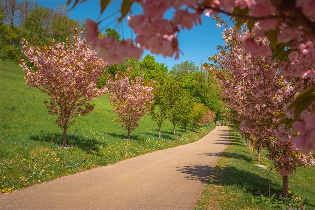 Collection Nationale de cerisiers à fleurs d'Asie - Yan-Gaëtan Olivo