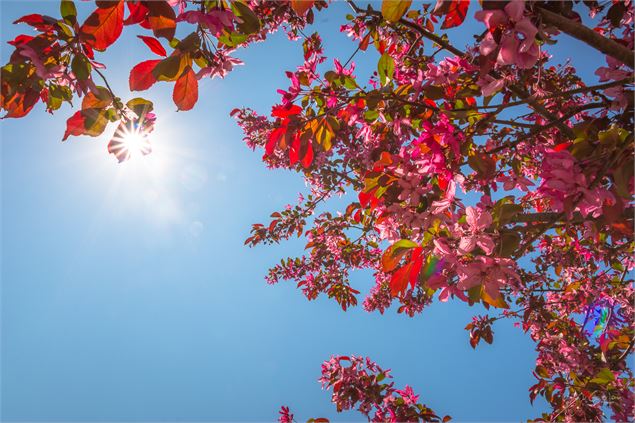 Collection Nationale de cerisiers à fleurs d'Asie - Yan-Gaëtan Olivo