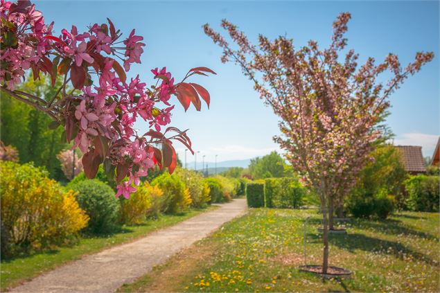 Collection Nationale de cerisiers à fleurs d'Asie - Yan-Gaëtan Olivo