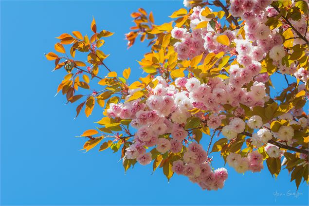 Collection Nationale de cerisiers à fleurs d'Asie - Yan-Gaëtan Olivo