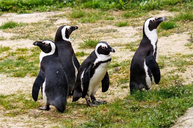 Manchots Tropiquarium_Servion - Tropiquarium