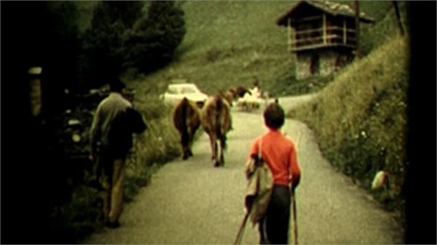 Les tarines font leur cinéma_Arêches-Beaufort - DD - fondation-facim.fr