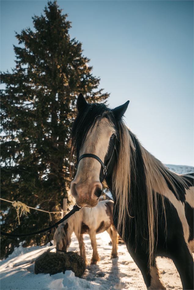 Criterium de Ski Joering_Avoriaz