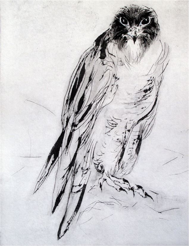 Dessin d'un aigle - Olivier Trompette