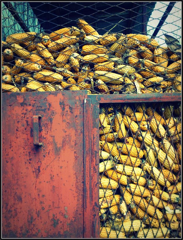 Epis de maïs dans un silo - Olivier Trompette