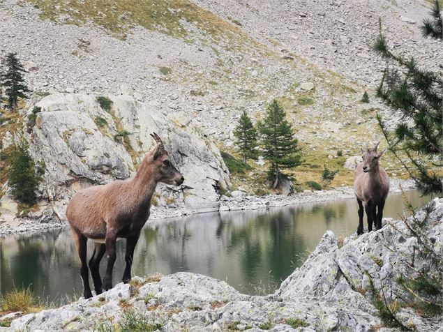 Deux jeunes bouquetins devant un lac - Olivier Trompette