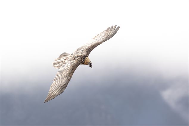 Gypaète barbu en vol - Olivier Trompette