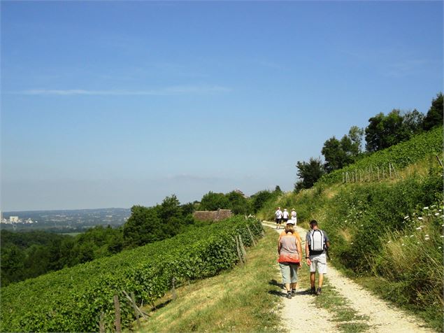 Balade gourmande : la Vigneronne - La Route du Bugey