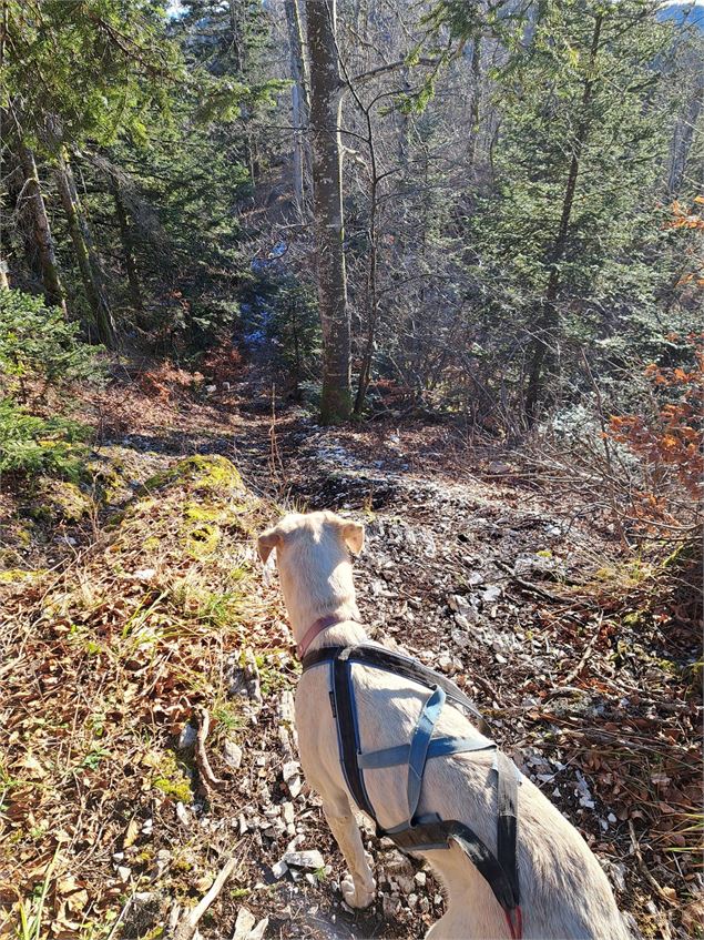 photo - Les Grenouilles sur un Plateau