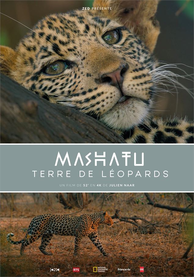 Affiche du film Mashatu, terre de léopards - Kevin Moisseron