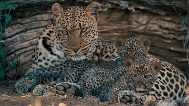 Extrait du film Mashatu, terre de lépoards - Kevin Moisseron