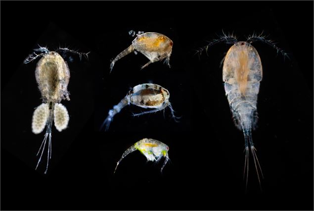 Extrait du film Odyssée mare - Kévin Moisseron