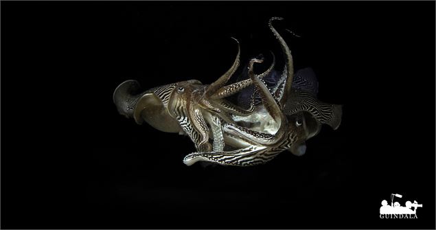 Extrait du film Sépia, l'odyssée d'une seiche - Kévin Moisseron