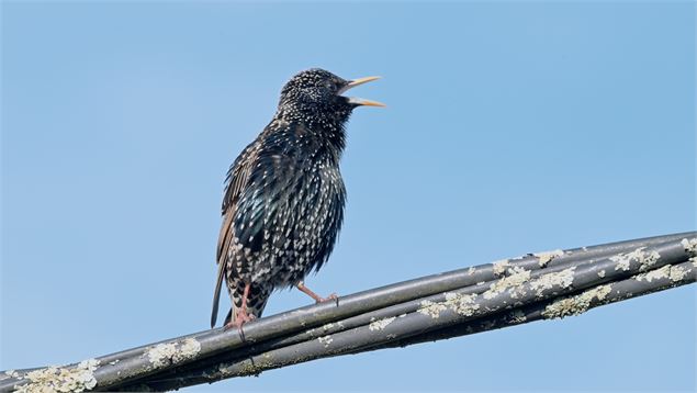 Extrait du film Rosette à la fenêtre - Kevin Moisseron