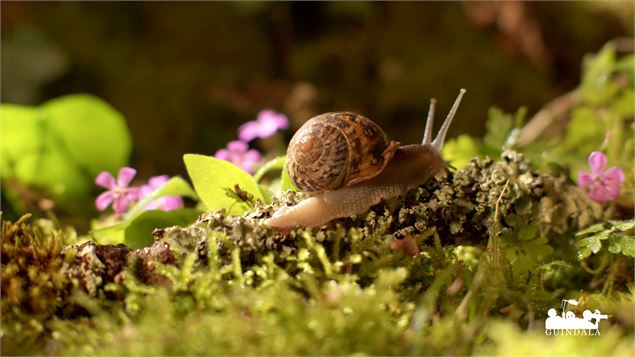 Extrait du film Escargot, le grand voyage du petit gris - Kevin Moisseron