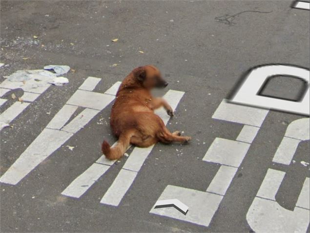 Extrait du film Accidental animals - Kévin Moisseron