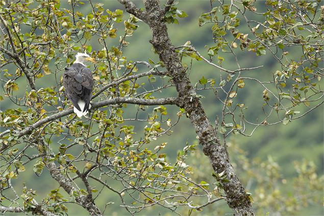 Exposition “KODIAK, l'île des grands ours” - Geoffrey Garce - Festival Du Film Nature_Saint-Gervais-
