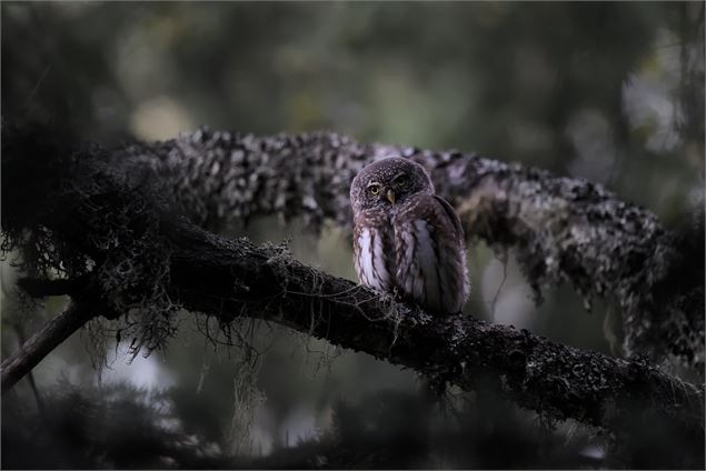Exposition “Chemins croisés” - Gaspard Buttin - Festival Du Film Nature_Saint-Gervais-les-Bains - Ga