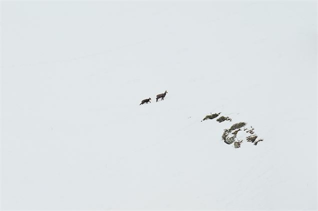 Exposition “Chemins croisés” - Gaspard Buttin - Festival Du Film Nature_Saint-Gervais-les-Bains - Ga