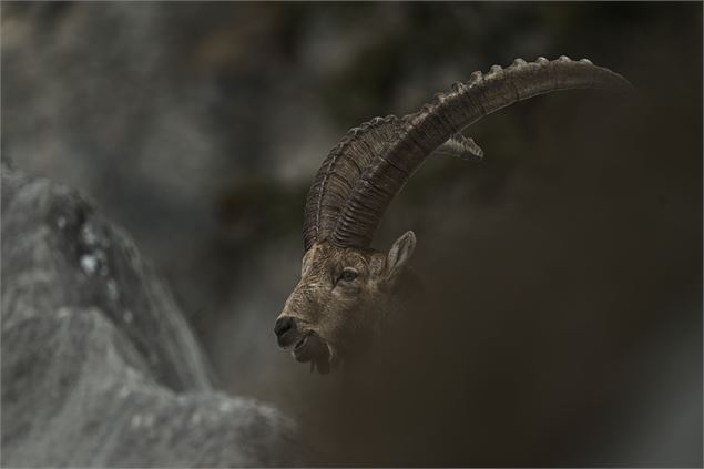 Exposition “Chemins croisés” - Gaspard Buttin - Festival Du Film Nature_Saint-Gervais-les-Bains - Ga