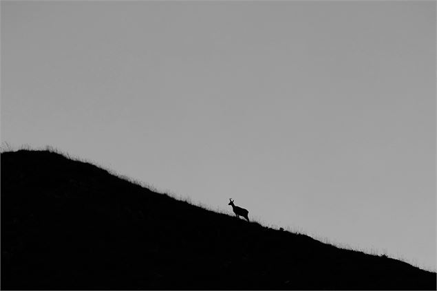 Exposition “Chemins croisés” - Gaspard Buttin - Festival Du Film Nature_Saint-Gervais-les-Bains - Ga