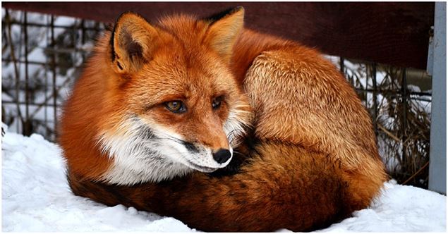 Chasse aux oeufs de Pâques à Tuéda_Méribel - Sylvain Aymoz