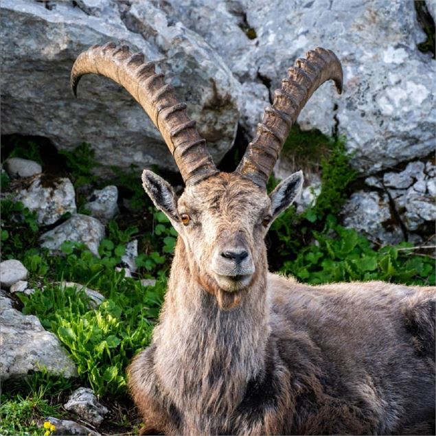 Chasse aux oeufs de Pâques à Tuéda_Méribel - Sylvain Aymoz