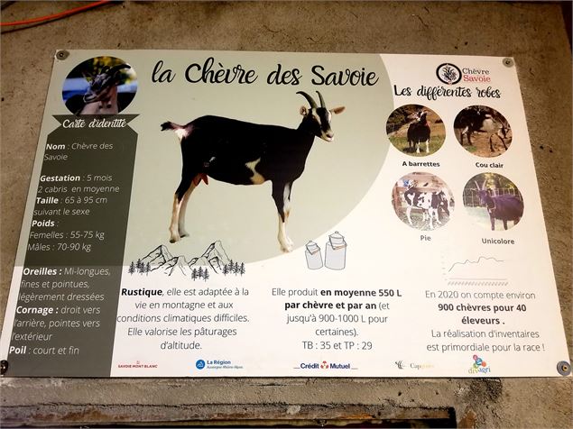 Les caractéristiques de la chèvre des Savoie - A.Jorcin