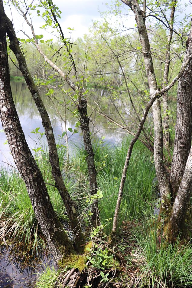 Randonnée dans deux zones humides bressanes_Saint-Étienne-du-Bois - ©OTGBA - B.C.
