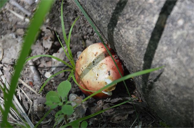 Champignon - CD73