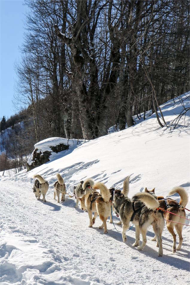Chiens de traineaux - OT Saint Sorlin d'Arves - V Bellot-Mauroz