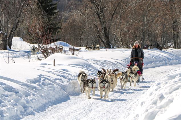 Chiens de traineau - OT Saint Sorlin d'Arves - V Bellot-Mauroz