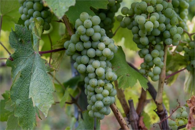 Apéro'Vignes au Domaine Bouvet_Fréterive - domaine Bouvet