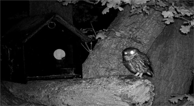 Extrait du film The shining tapestry