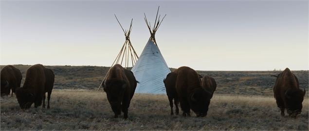 Extrait du film La grande prairie, le pacte du bison - Kévin Moisseron / Boris Molinier