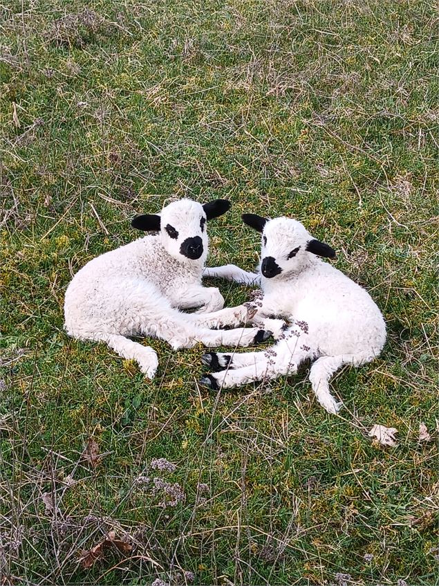 Immersion nature au cœur du troupeau_Mieussy - Laurence Girard