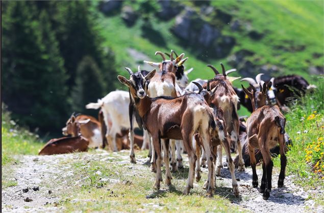 12e Printemps des Chèvres_Faverges-Seythenex - Tilby_Vattard