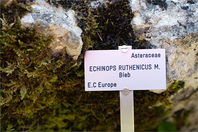 Visite guidée du Jardin botanique alpin La Jaÿsinia