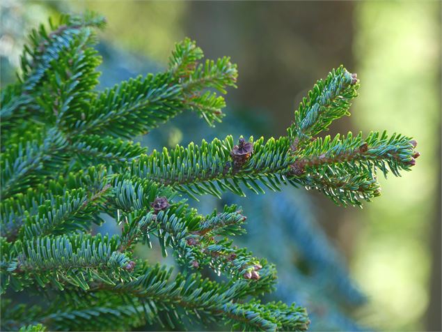 Les sens des Alpes : ouverture du lieu de production d'huiles essentielles_Sainte-Hélène-sur-Isère