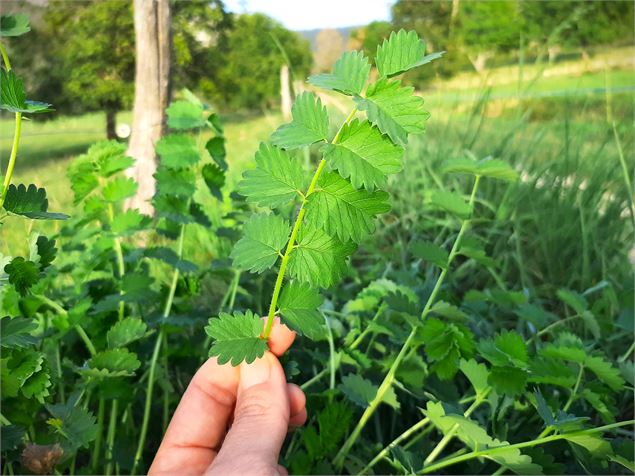 Balade cueillette de plantes sauvages près de Chambéry - Muriel Lallée