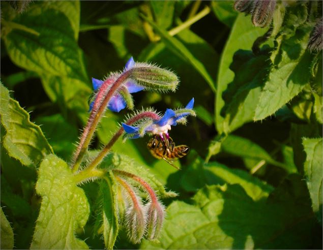 Balade cueillette des plantes sauvages en Savoie - Muriel Lallée