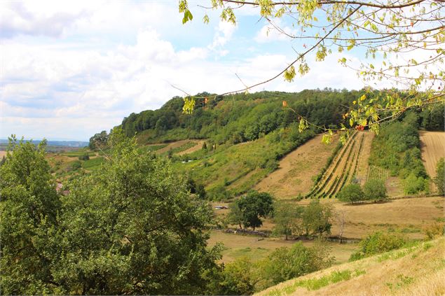 le vignoble à Vaux-en-Bugey dans l'Ain - Ketty Tranchina / Plaine de l'Ain Tourisme