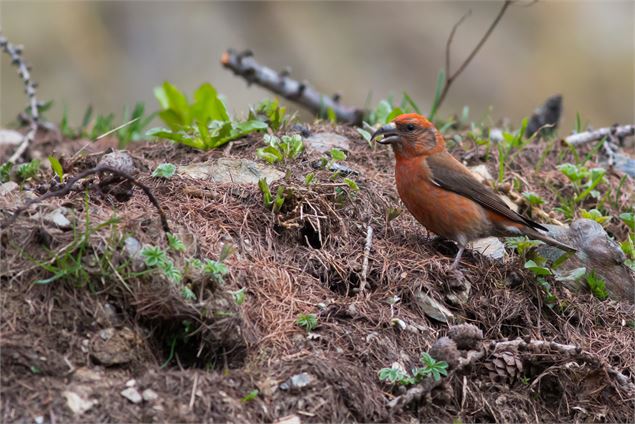 Fête de la Nature | A la rencontre des oiseaux de nos montagnes