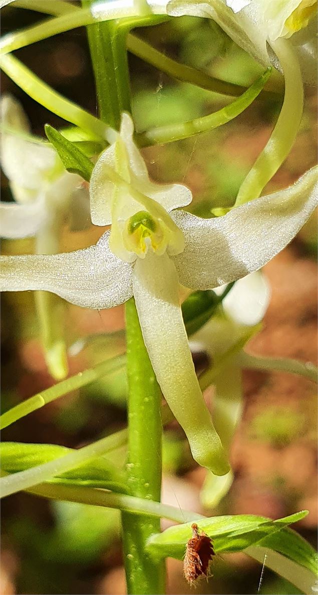 Orchis Mâle - Philippe Gauche
