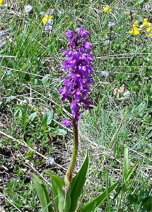 Orchis Fuchs - Philippe Gauche