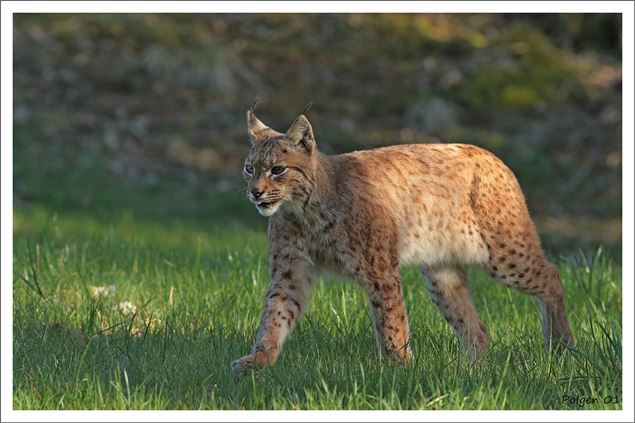 Bienvenue sur le territoire du lynx boréal ! - Polgen 01